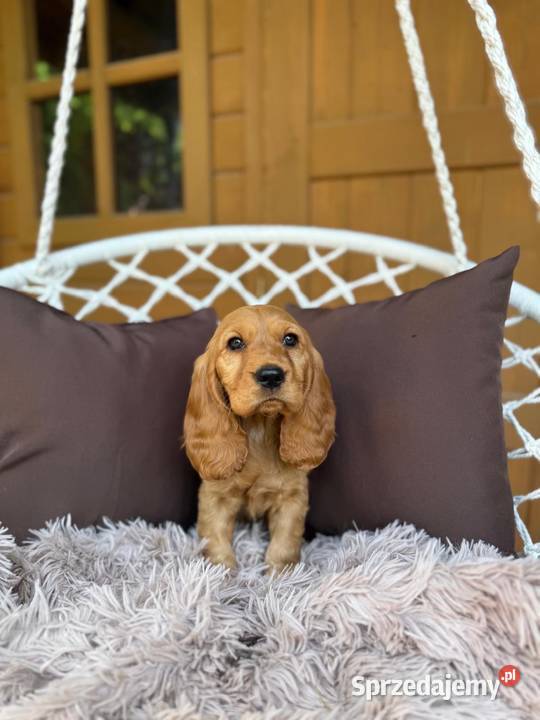 Piękny złoty piesek Cocker Spaniel Angielski śląskie Katowice