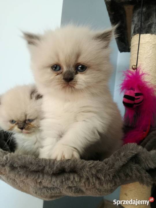 Kotki Perskie Stalowa Wola