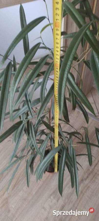 Fikus Wierzbolistny Alii 100 Wieliczka sprzedam