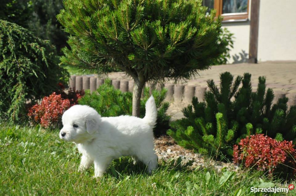 Owczarek podhalański ZkwP FCI szczeniaki Nałęczów