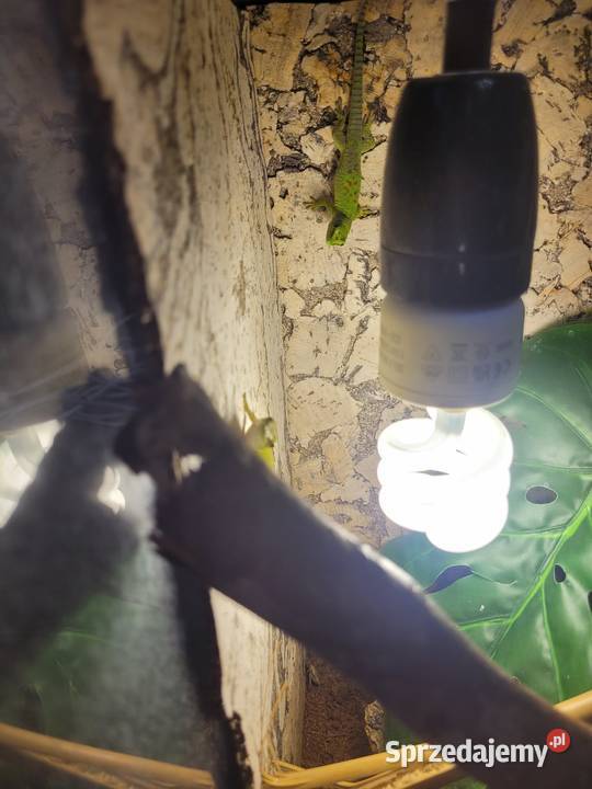 3x terrarium felsuma madagaskarska