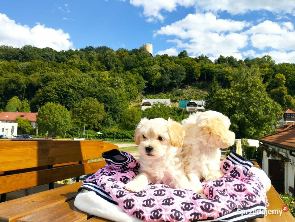 Maltipoo XS rodowodowe maltańczyk pudel Lublin