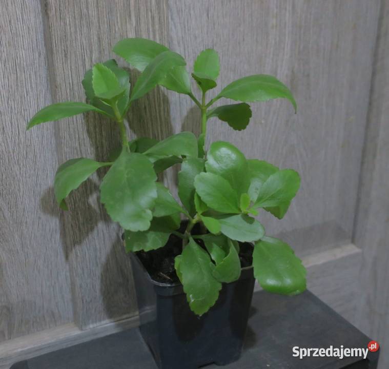 Żyworódka Pierzasta Kalanchoe Pinnata 4 zielony Pruszków