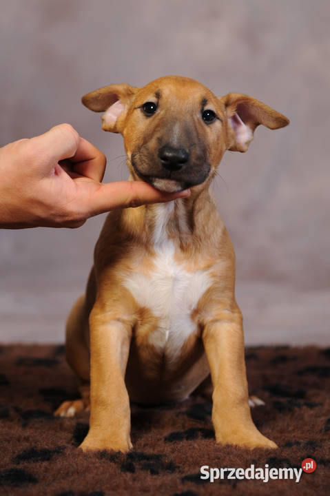 Bulterier Standard z rodowodem hodowla FCI Rytel sprzedam