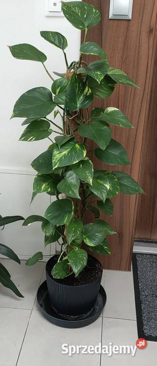 Piękna pnąca się roślina dolnośląskie Wrocław