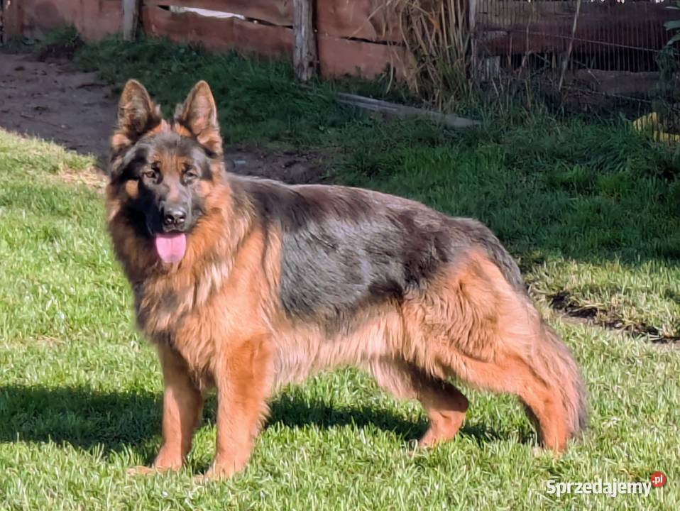 Owczarek niemiecki długowłosy dolnośląskie Wołów sprzedam