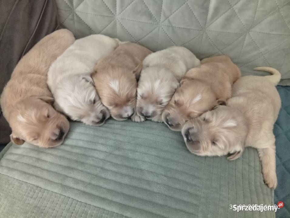 Golden retriever szczeniaki pieski kujawsko-pomorskie