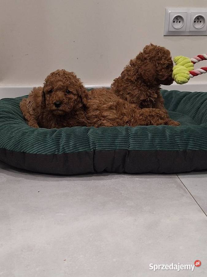 Pudel toy red szczeniaki Pozostałe Lublin