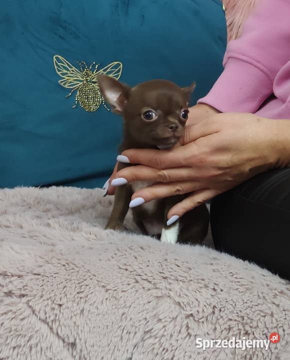 MINI Dziewczynka Chihuahua Gotowa Do Odbioru Ciszkowo