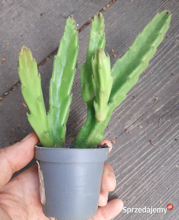 Stapelia grandiflora 6 duże włochate kwiaty Kraków