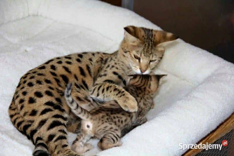 Dostępne kocięta serwala i savannah z karakalem Lublin