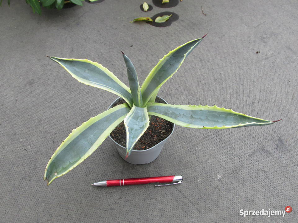 Kolorowa agawa agave americana variegata duża