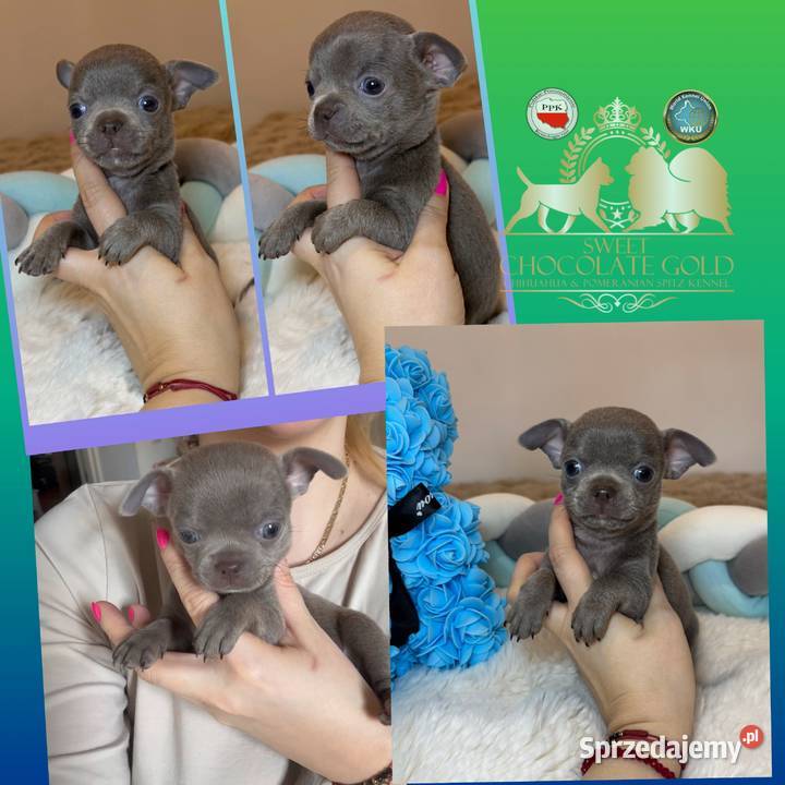 Reproduktor chihuahua Lilac badania DNA Bełchatów