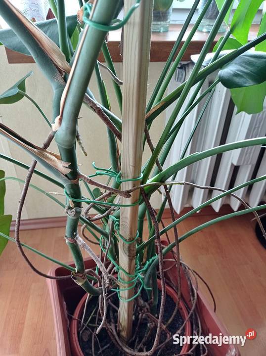 Monstera Deliciosa DZIURAWA wys 140 SUPER stan Sosnowiec
