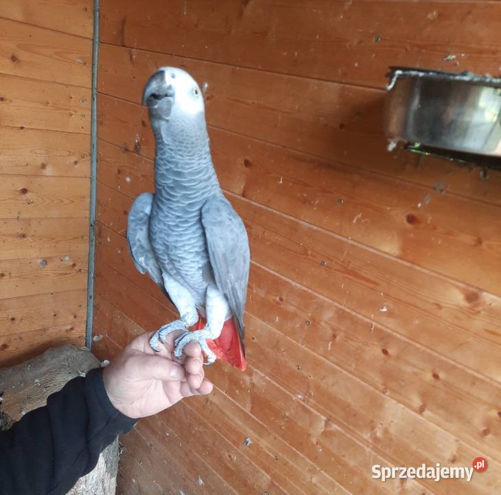 Sprzedam samca Żako