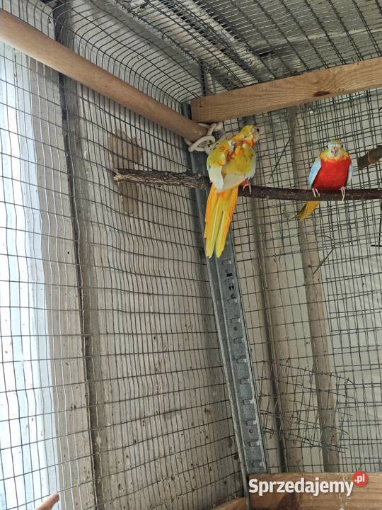 łąkówki