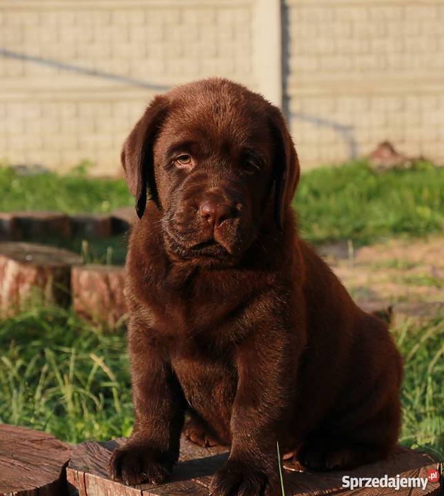 Czekoladowe szczenięta labrador retriever w Warszawa