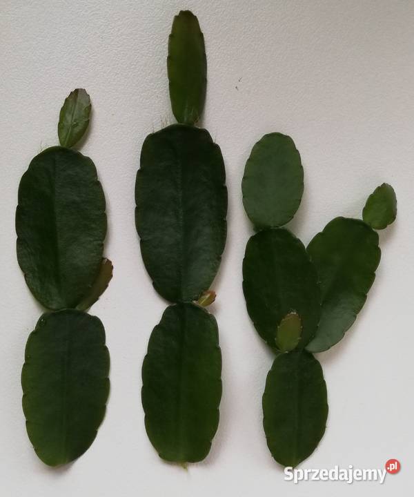 grudnik Rhipsalidopsis sadzonki szczepki kaktus Szczecin