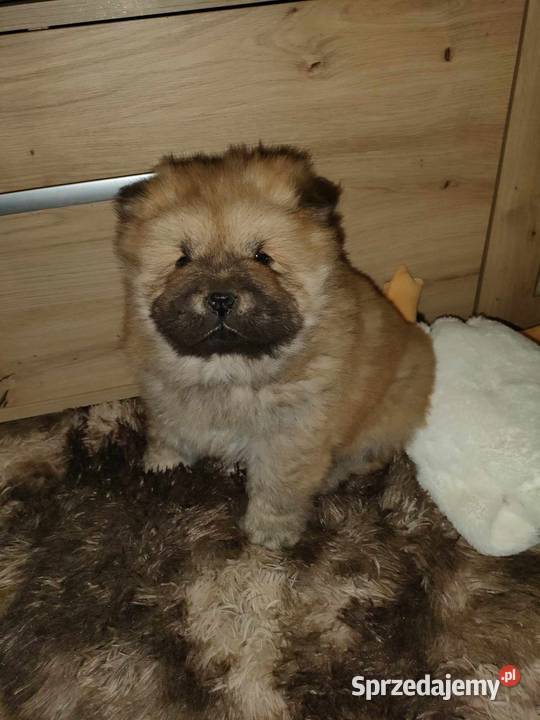 CHOW CHOW CZAU CZAU DO ODBIOORU Warszawa