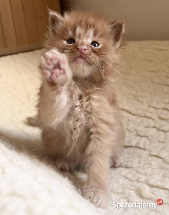 Maine Coon importach dolnośląskie Wińsko sprzedam