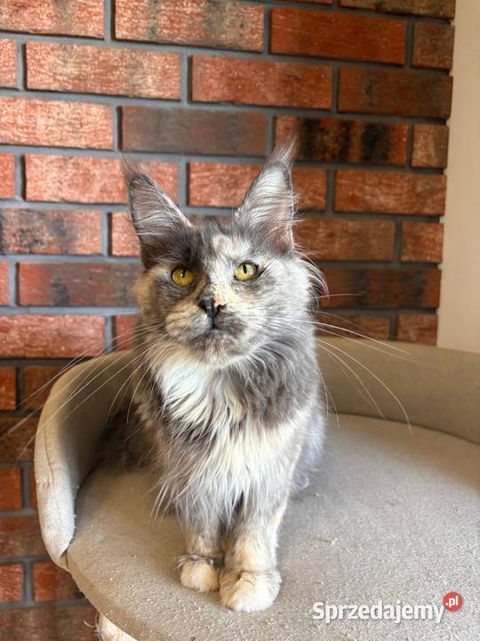 Kotka Maine Coon Inez Szembruk