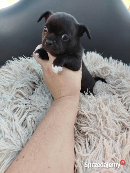 Piesek chihuahua Warszawy gotowe do zmiany domu Płońsk