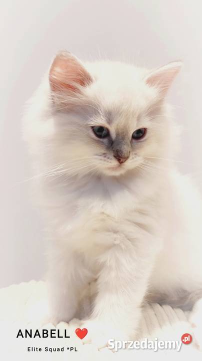 Kotka hodowlana ragdoll FPL FIFE Ragdoll lubelskie