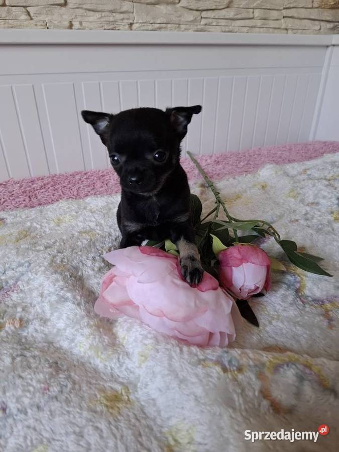 Chihuahua szczeniaczek mazowieckie Mińsk Mazowiecki
