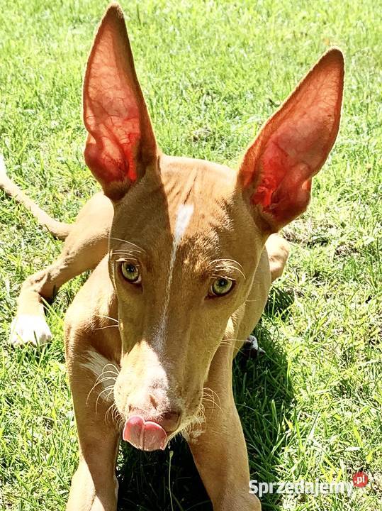 Chart sycylijski ostatni szczeniak sprzedam