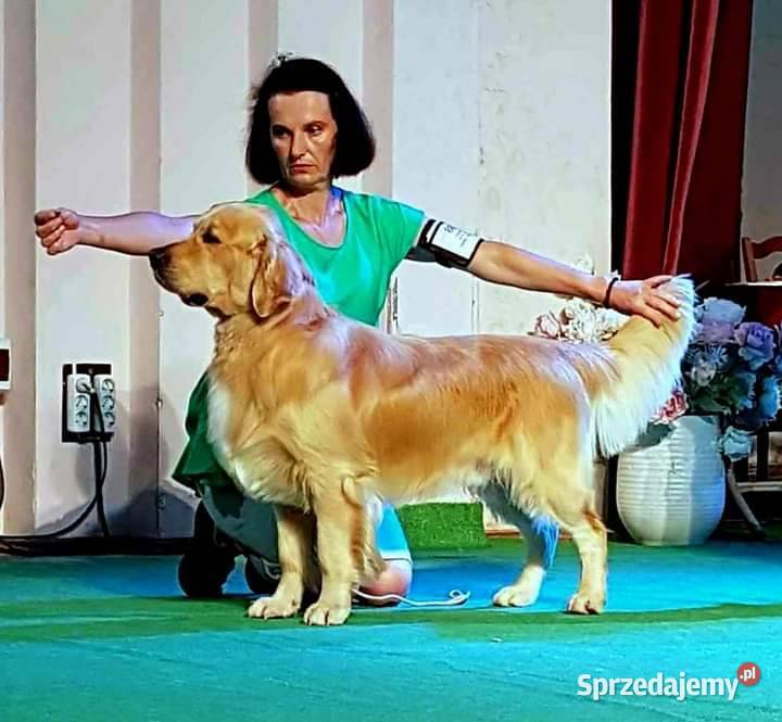 Reproduktor golden retriever ZKWP