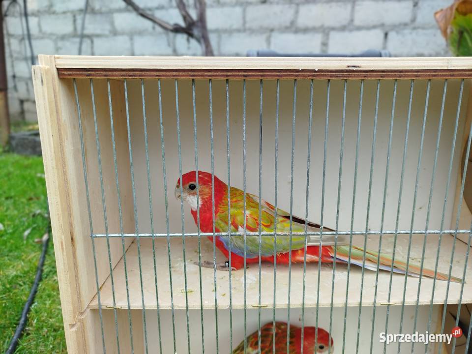 Rozelle białolice 2025 r Brzeziny