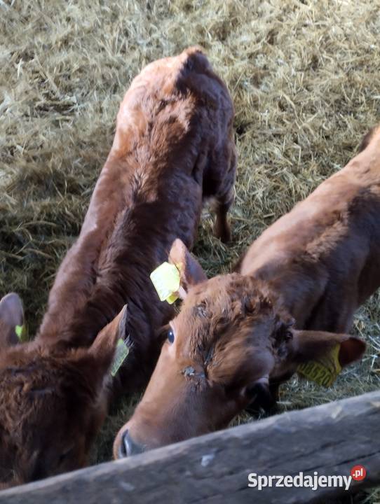 Sprzedam cielaki Parczew