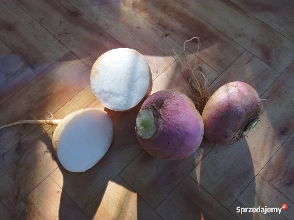 rzepa ścierniskowa Rogowska zwierząt Dębicze