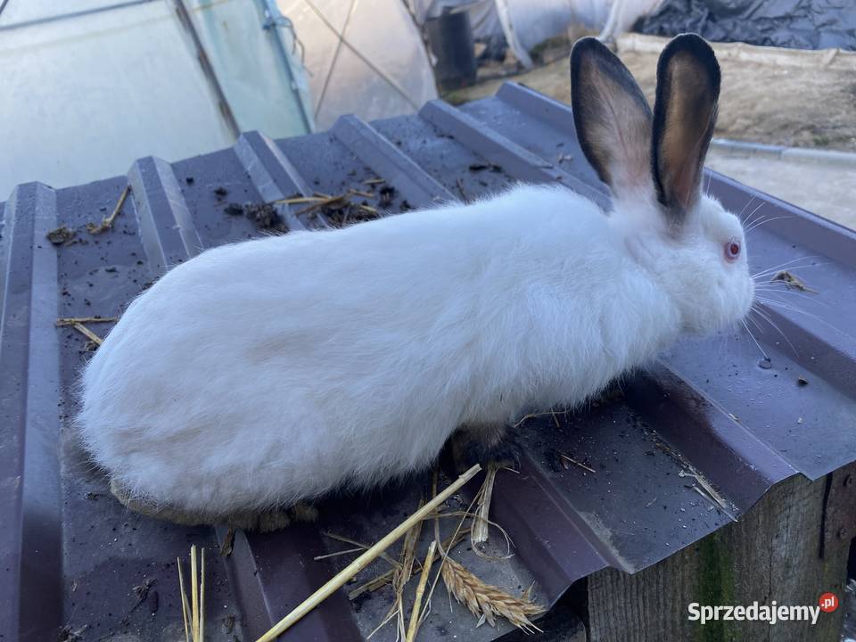 Króliki kalifornijskie