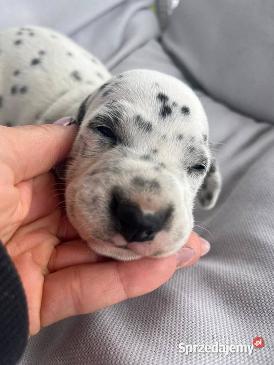 Dalmatyńczyk Dalmatyńczyki Szczeniaki mazowieckie Józefów sprzedam
