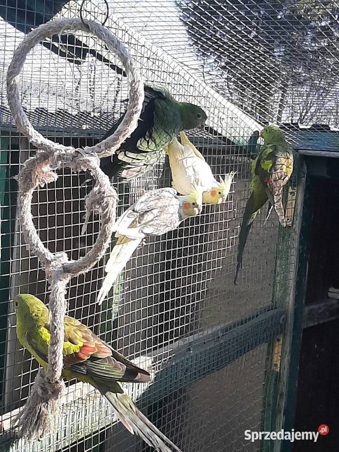 Papugi nimfy para małopolskie Skała