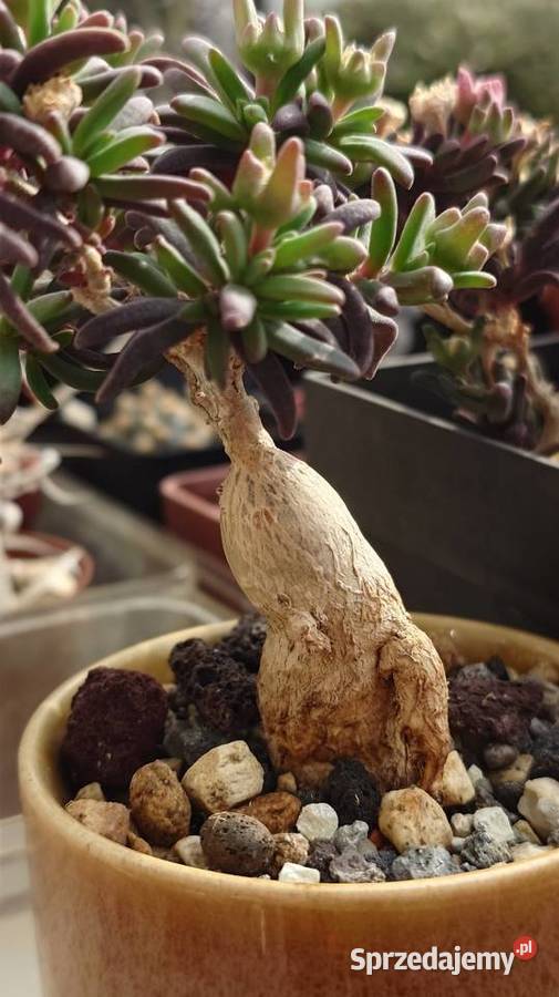 Delosperma bosseranum kaudeks miniatura w Warszawa
