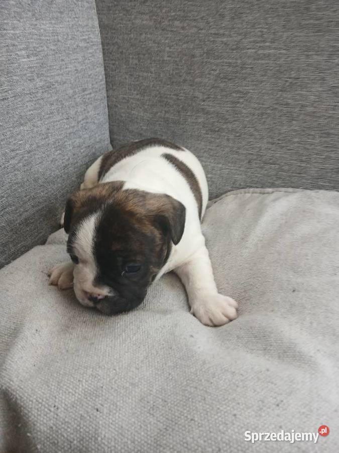 Buldog francuski piesek Przeczów