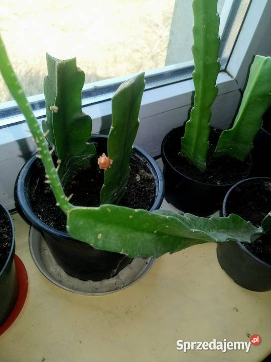 Epifilium Epiphyllum sukulent Skierniewice