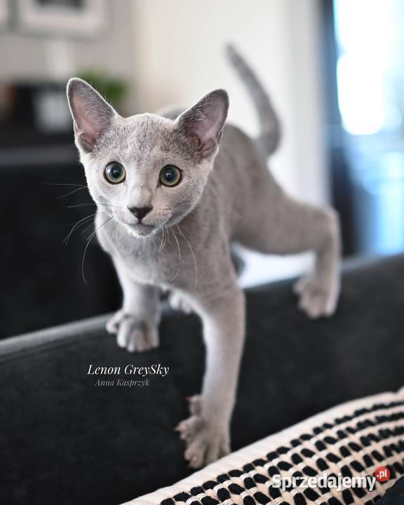 Kocurek Lenon Rosyjski Niebieski Rosyjski