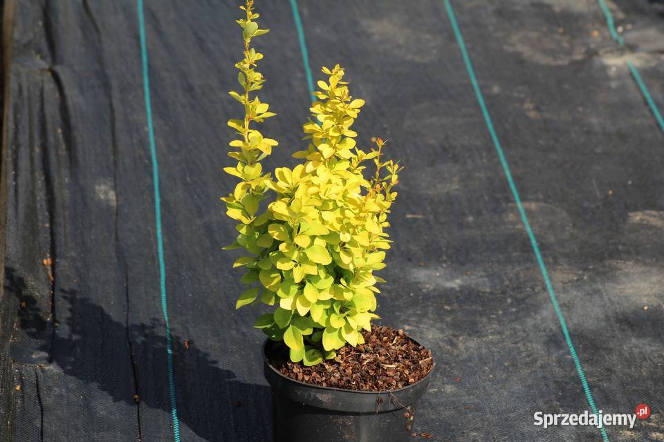 Berberys Thunberga Maria Imbramowice