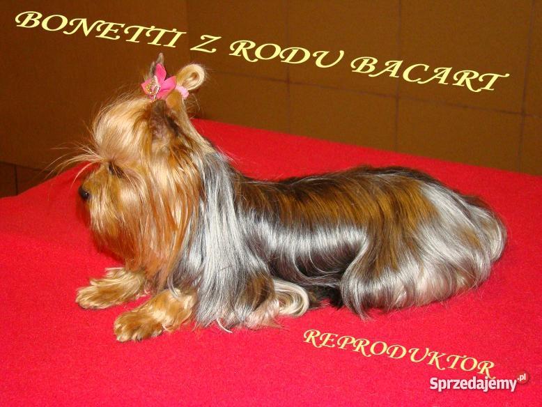 York miniaturka Pilzno