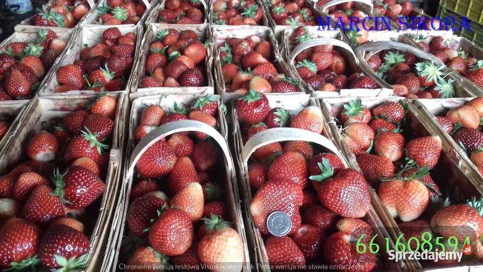 Sadzonki truskawek szkółka kwalifikowane dolnośląskie Trzebnica sprzedam