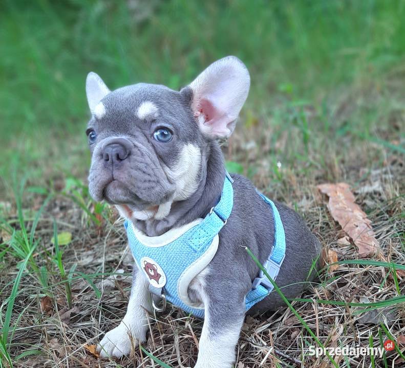 Buldog francuski piesek Buldog Pabianice
