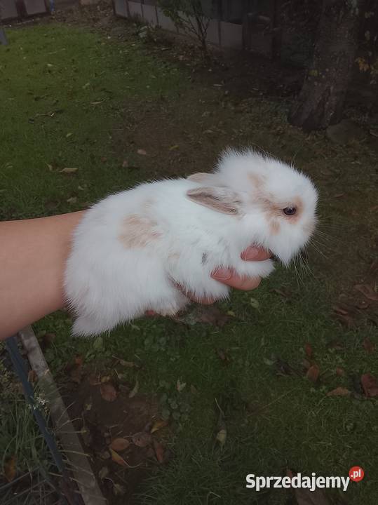 Królik miniaturka Bochnia