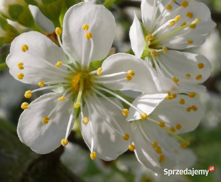 ŚLIWA MIRABELKA Prunus domestica subspsyriaca