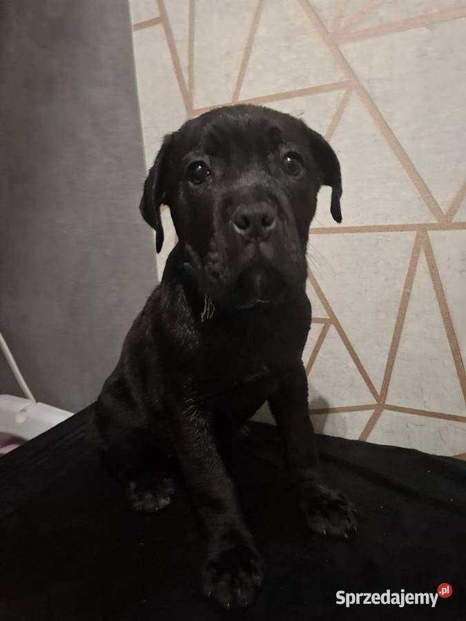 Szczeniaki Cane Corso Radom