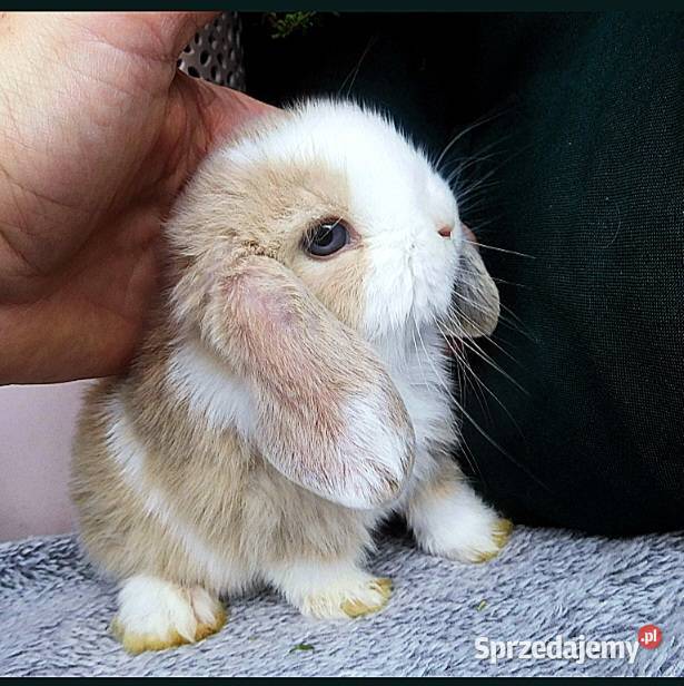 Piękneniebieskookie kroliczki mini lop Poznań