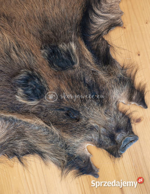 Dzik dekoracyjny skóra z dzika na podłogę skóra Szaflary