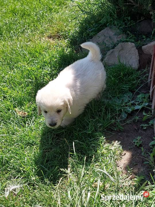 Szczenięta Golden Retriever ZKwP FCI Bierna